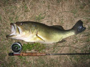 Largemouth Bass that ate my bream!  Looks like it needs a good meal!
